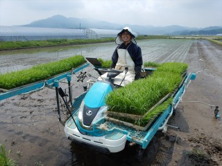 田植え 冨樫俊悦 2017/5/12