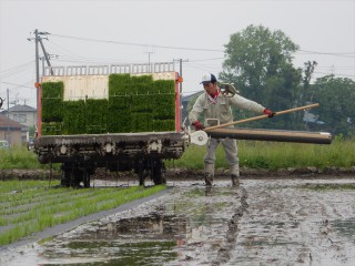 田植え 石垣忠彦 2017/5/24